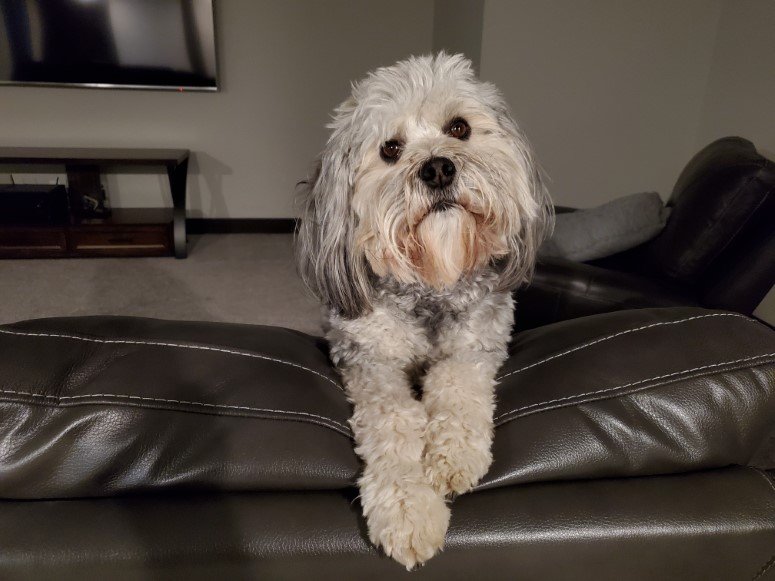 my dog dezzi
